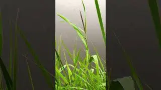 Лето дождь озеро и камыши