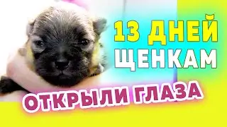 Spitz puppies are 13 days old. Spitz have opened their eyes, are learning to walk. Spitz Bella holds