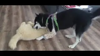 Husky reagiert auf großen Plüsch Hund - Teil 3 - FIGHT 💙 | 🐺 Husky Goraidh 🐾