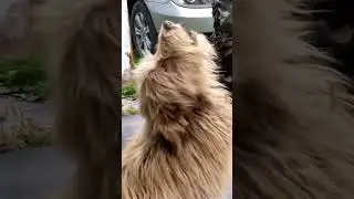 Собачка любит музыку. #собака #приколы #животные #помощьживотным #приколысживотными #мчсроссии