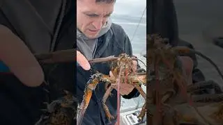 Removing a parasite from a lobster 