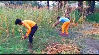 #deepaksahni #mybeautifulbihar Sarkar, Jaura Phagwara, Desi,Kheti badi #desi #khetibadi #iqgkwar