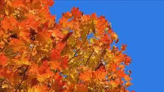 Tree green screen video, Green screen tree, tree green screen effect kinemaster, P-8