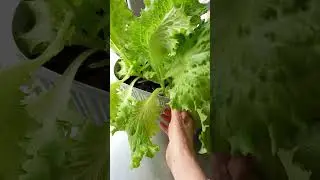 Салат Нежность на подоконнике.