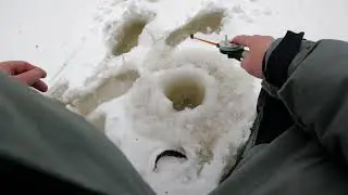 Рыбалка на карельской ламбе. ЧЕРНЫЙ ХИТРЫЙ и КРАСИВЫЙ