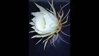 Kadupul Flower Blooming #satisfying