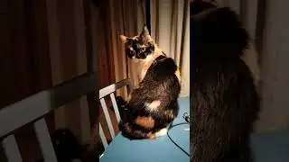 Masha Cat's reaction to firecrackers, New Year 🎉