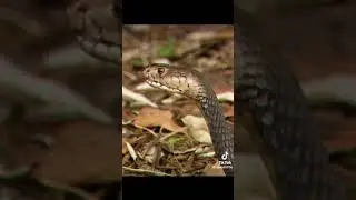Power of snake
