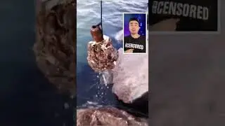 Залипательная ловля крабов на мясо