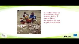 Newcastle Disease