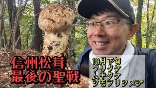 信州松茸　10月下旬　最後の聖戦へ