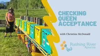 Checking acceptance of our new Carpathian queens