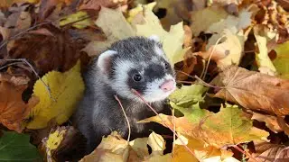 Cute ferret 🦡 Funny cats 🤣