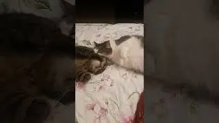 Марик ест Мурзика