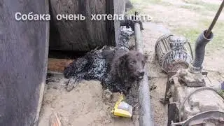 Собака попала в беду