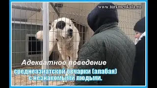Адекватное поведение кобеля туркменского алабая.