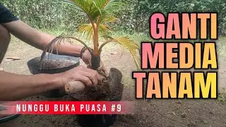 Nunggu Buka Puasa Part 9 || Mengganti Media Tanam Untuk Mengembalikan Kesuburan Bonsai Kelapa
