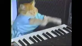 Piano-Cat