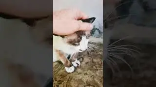 кот с голубыми глазами #shorts