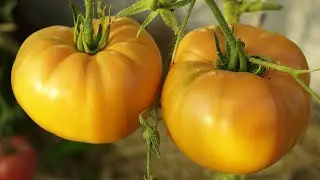 Dixie Golden Giant Tomato. Yellow tomatoes with a rich flavor!