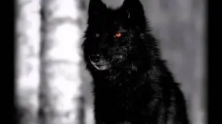 How to Shift Into a Werewolf