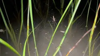 Spider's webs touch the surface of ephemeral waterbodies