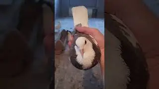 4 трофейный голубь 2024 - Название породы в комментарии #pigeon #голуби #top #birds
