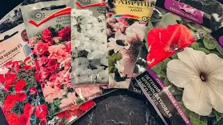 ✨СЕЮ ПЕТУНИИ 🌺 | НА РАССАДУ🌱 