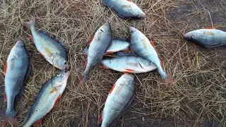 Рыбалка на Ишиме бешенный клев окуня