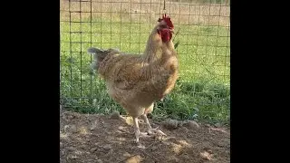 Нидерхайнер лимонно-кукушечный