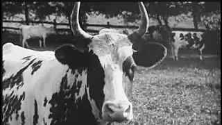 Public Library Is Closed — BIG MILK (Official Music Video)