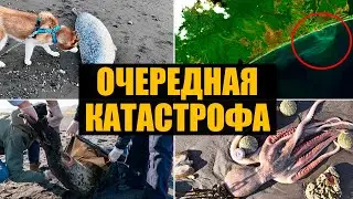 Экологическая катастрофа на Камчатке. Что произошло?