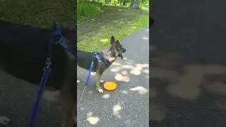 папочка идёт к речке
