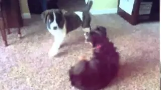Bruiser