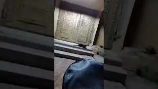 Feeding Stray Cats