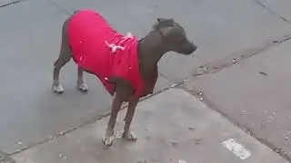 Un calatito pelón 🐶😁