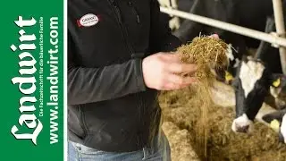 Milchkühe richtig füttern | landwirt.com