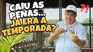 QUANDO ACABA A TEMPORADA DE FILHOTES
