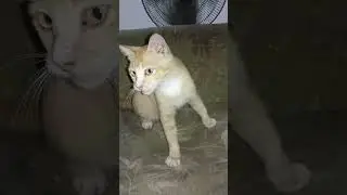 asik banget #cat #catkucing #babyanimal #catlover
