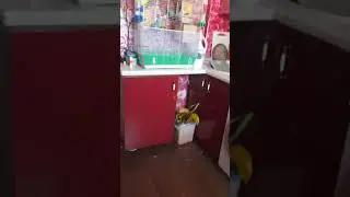 пение птиц и попугаев щегол,урагус,чиж,зеленушка,канарейка,волнистые попугаи