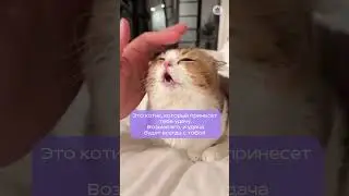 Поставь лайк милому котику🥺 #репетиторскаяимперия #егэ
