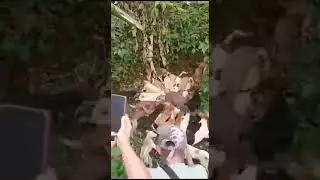 Babi nya mau belanja gays