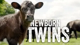 Adorable Gloucester Calves: Their First Hours Of Life Captured!