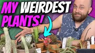 13 Seriously WEIRD Plants in my Collection! | Chatty Plant Pot Up + Show & Tell