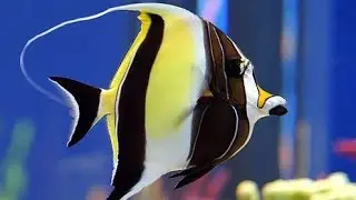 Moorish Idol Documentary/4k/Carlos Marabillo
