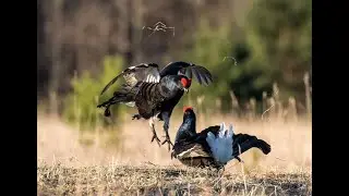 Шалаш на глухаря и тетерева