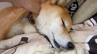 Shiba Inu, how to hear chewing sounds