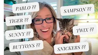 NAME REVEAL for our NEW KITTY!