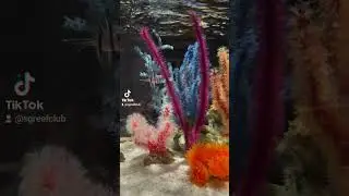 nps reef tank #aquarium #marineaquarium #reeftank #sgreefclub #reefsg