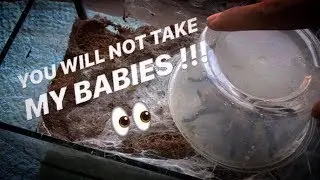 REMOVE mother TARANTULA, take BABIES, put her BACK in ..